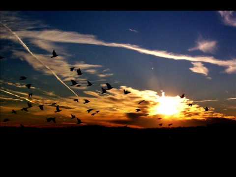 Minilogue - Bird Song